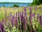 Blossoming steppe grass sage SÄlvia officinÄlis on the field, overlooking the river